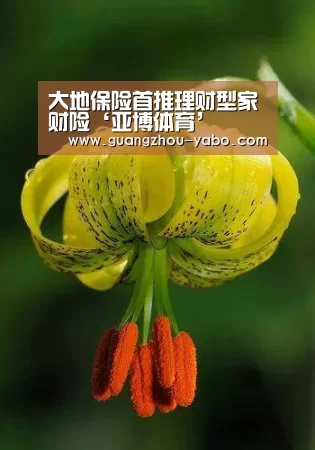 大地保险首推理财型家财险‘亚博体育’(图2) 亚博体育app官方下载